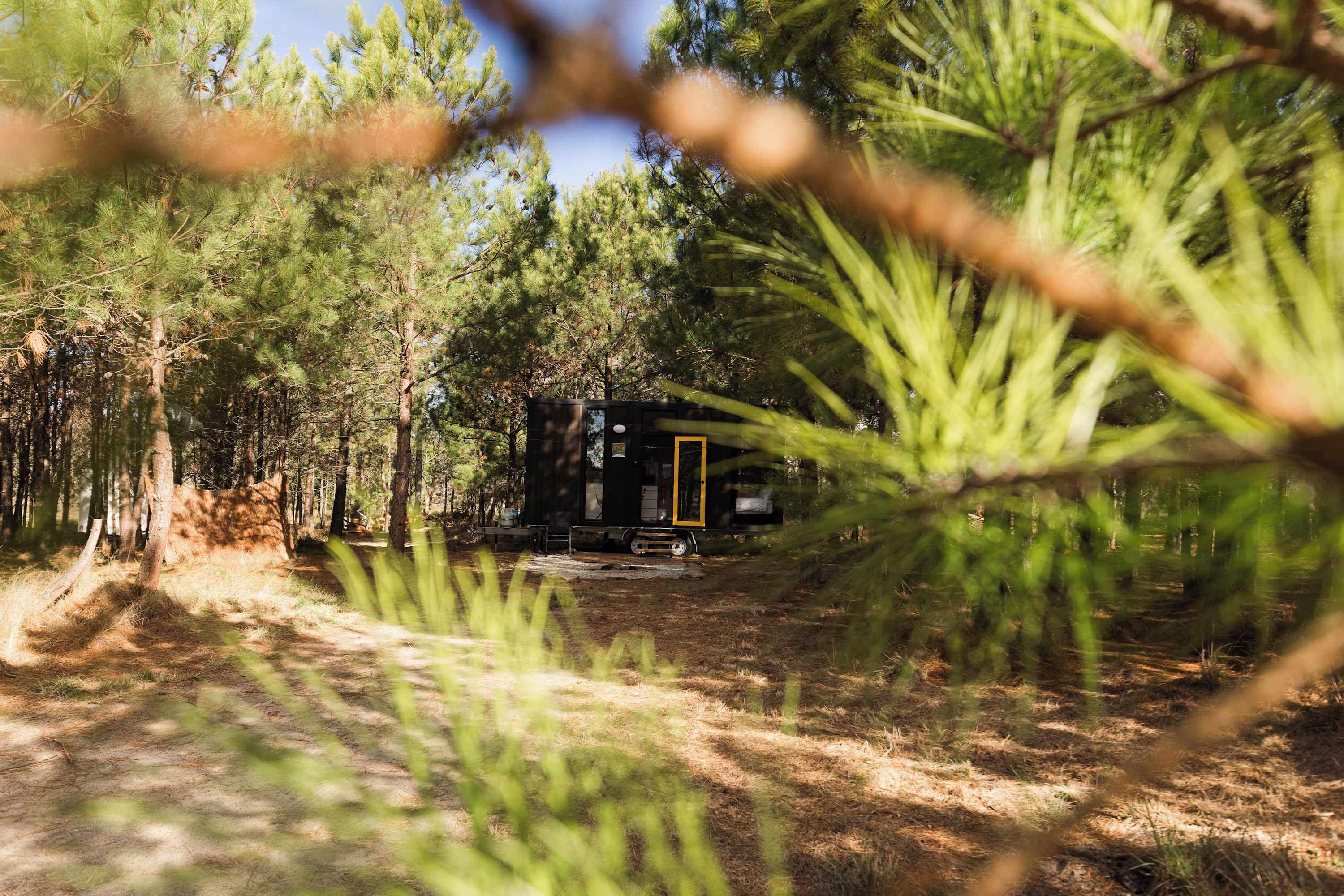 Un bosque con una cabaña.