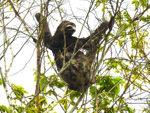 Un llangudet penjat de les branques d'un arbre.