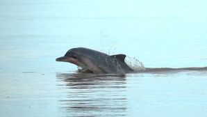 A dolphin emerging from the water.
