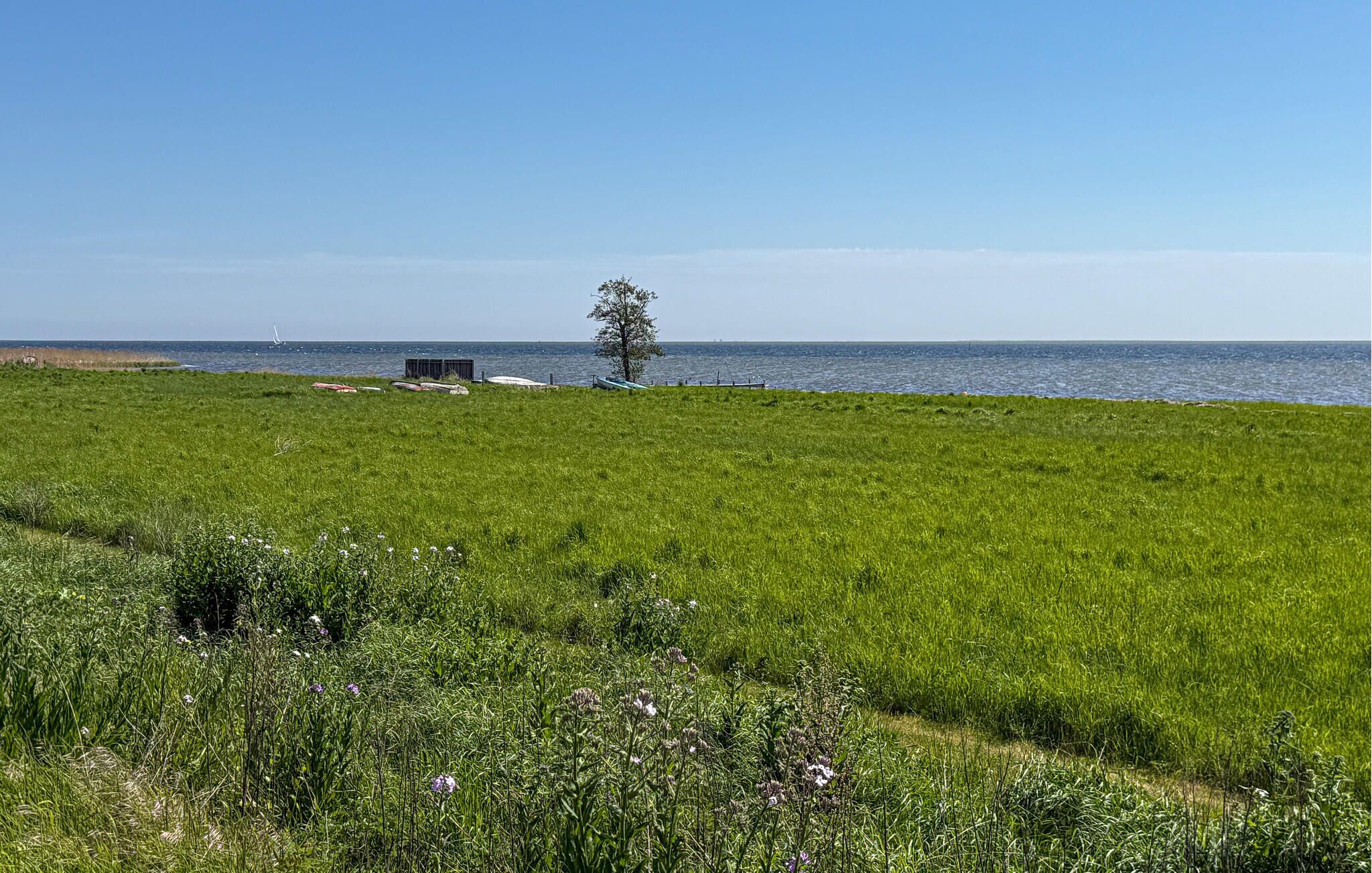 Een grasveld met een boom en boten aan het water.