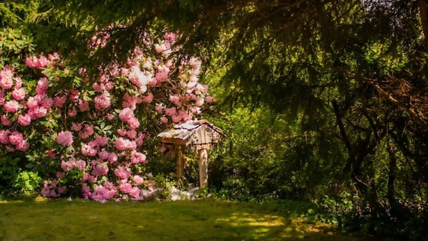 Um jardim com um gazebo e flores cor-de-rosa em flor.