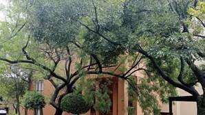 A residential building with a paved driveway, surrounded by trees and greenery. - Sandton 2 bed apartment (Sandton)