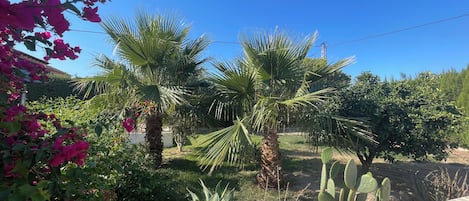A garden with palm trees and cacti, a stone wall, and a clear blue sky.