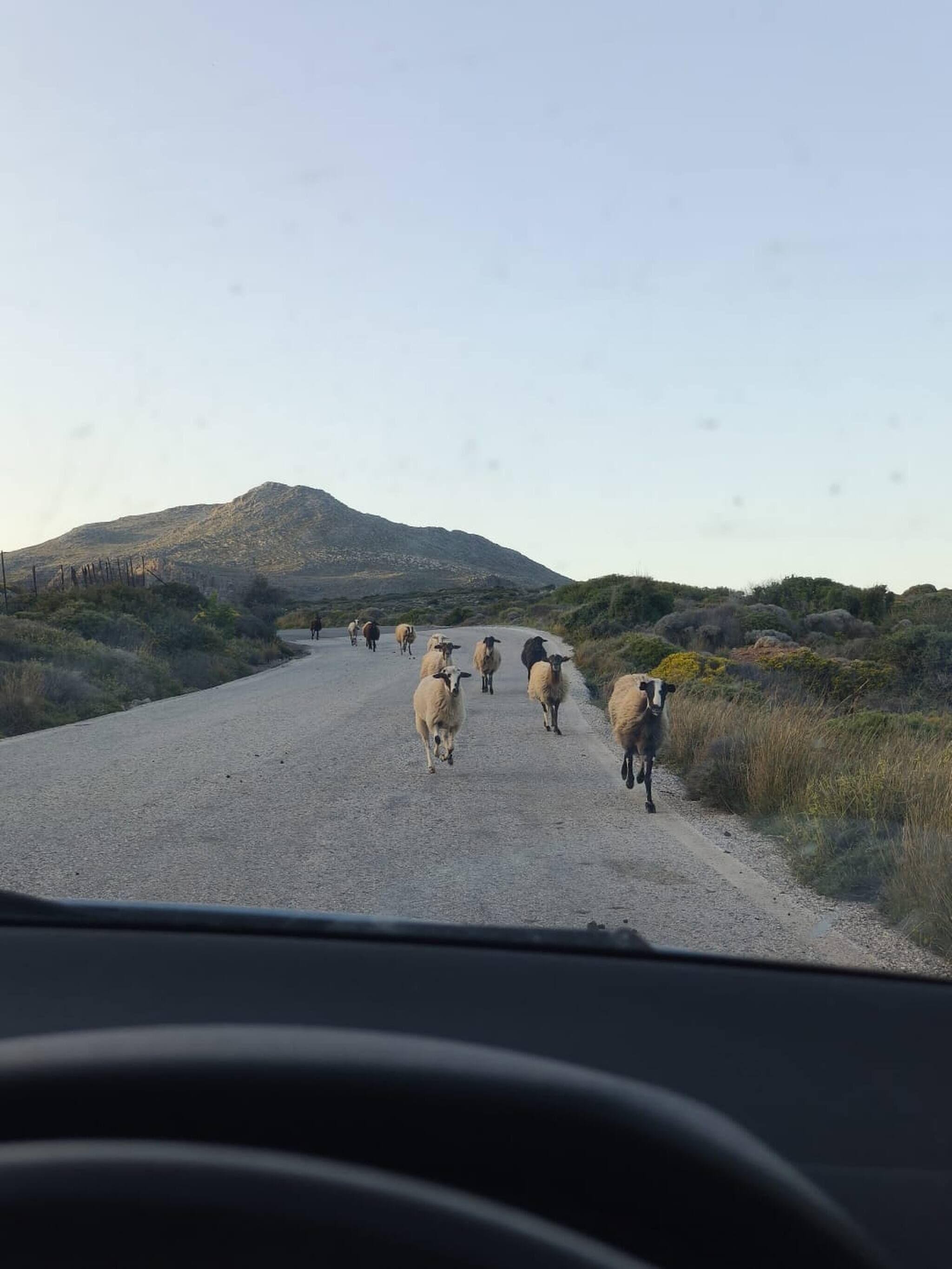 A gravel road with a flock of sheep in the distance, surrounded by sparse vegetation and a mountain in the background.