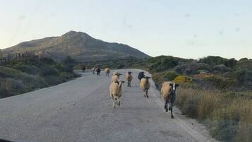 A gravel road with a flock of sheep in the distance, surrounded by sparse vegetation and a mountain in the background.