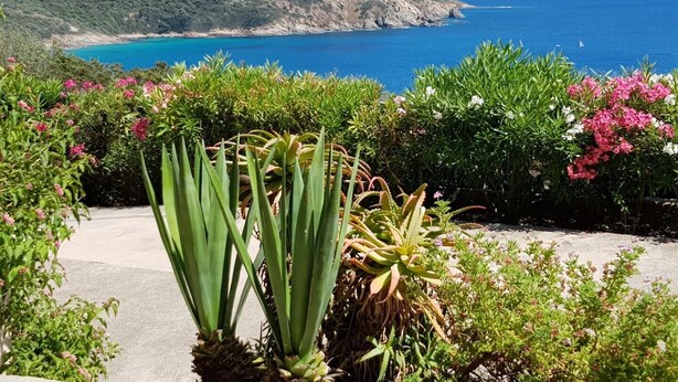 Un paysage côtier offrant une vue sur la mer et les montagnes, caractérisé par une végétation verdoyante et des fleurs roses.