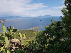 Eine Küstenlandschaft mit einem Kaktus im Vordergrund, einem Boot auf dem Wasser und fernen Bergen.