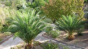Ein Garten mit Palmen und einem gepflasterten Weg.