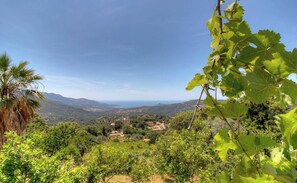 Ein Weinberg mit Blick auf die Landschaft, darunter Hügel und ein entferntes Gebäude.