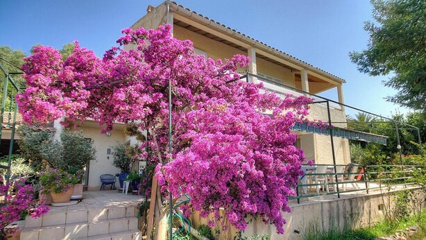 Ein zweistöckiges Gebäude mit Balkon, umgeben von üppigem, pinkfarbenem Bougainvillea.