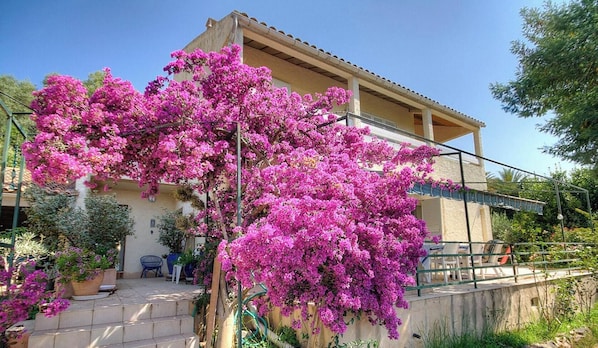 Ein zweistöckiges Gebäude mit Balkon, umgeben von üppigem, pinkfarbenem Bougainvillea.