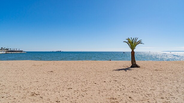 Una playa arenosa con una palmera y un muelle al fondo.