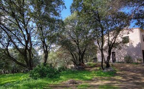 A courtyard with trees, a building, and a pathway. - L'Olivo - LUMIO - Gîte (LUMIO)