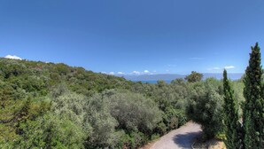 Un paisaje rural con un camino de tierra, abundante vegetación y una masa de agua distante.