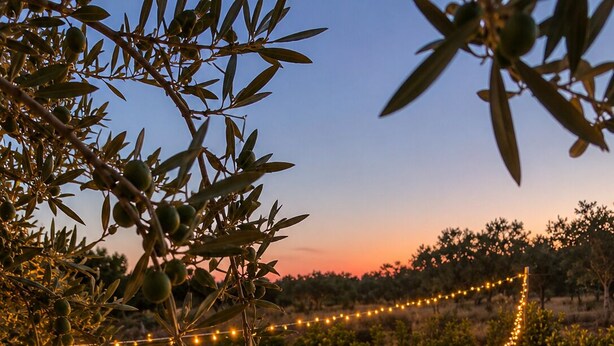 A swimming pool with string lights, surrounded by olive trees and a wooden deck. - Borgo degli Ulivi – An Authentic Sicilian Countryside Getaway with a Private Pool (Roccazzo)