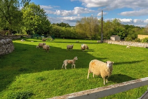 Property grounds - Gatekeeper's Cottage -Sleeps 8- Farm Shop Location (Cropthorne)