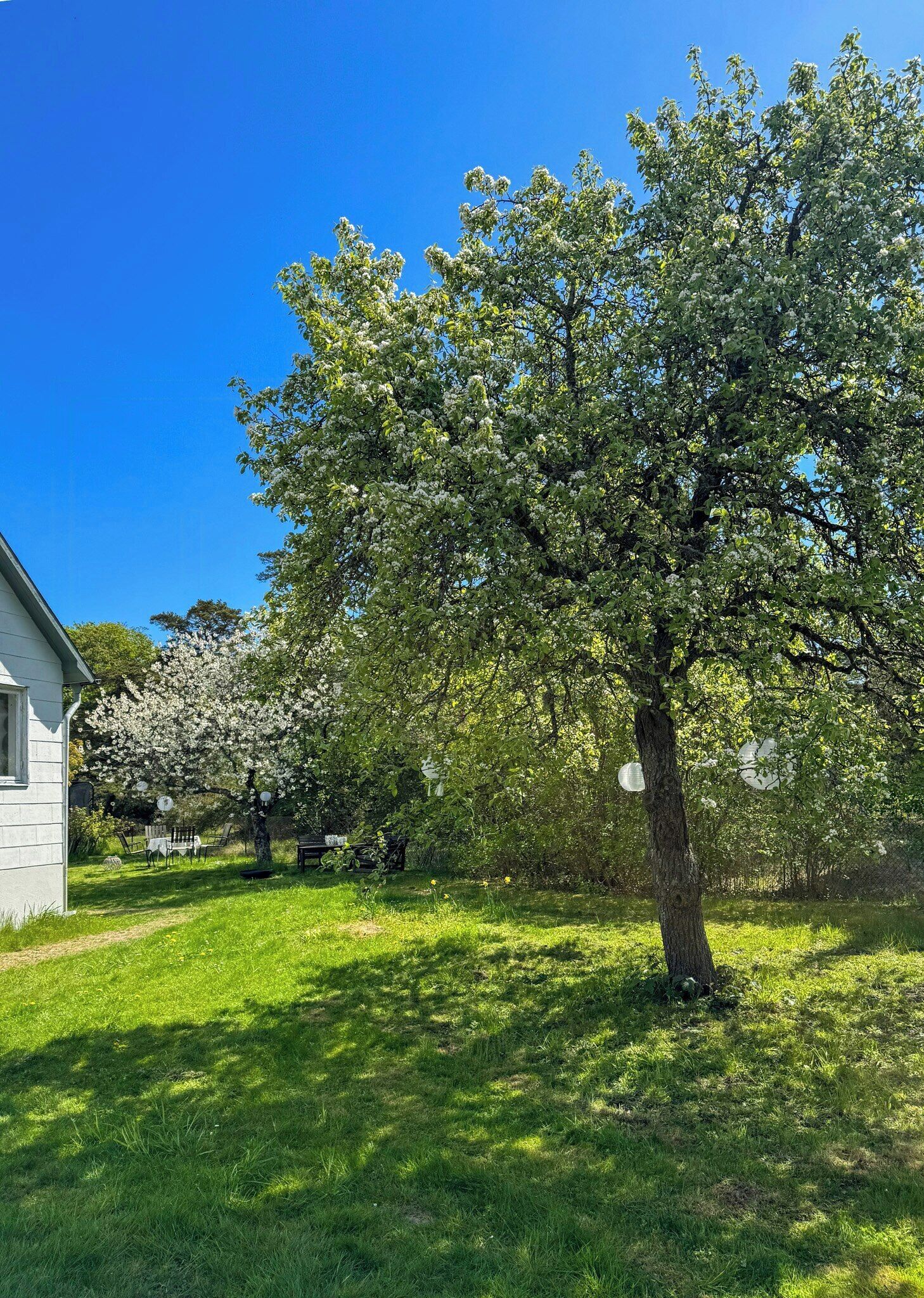 En gård omgiven av träd, med en vit byggnad, en gräsmatta och en klarblå himmel.