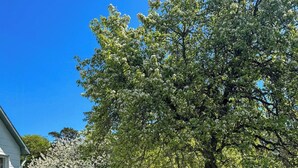A tree-lined yard with a white building, a lawn, and a clear blue sky.