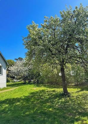 A tree-lined yard with a white building, a lawn, and a clear blue sky.