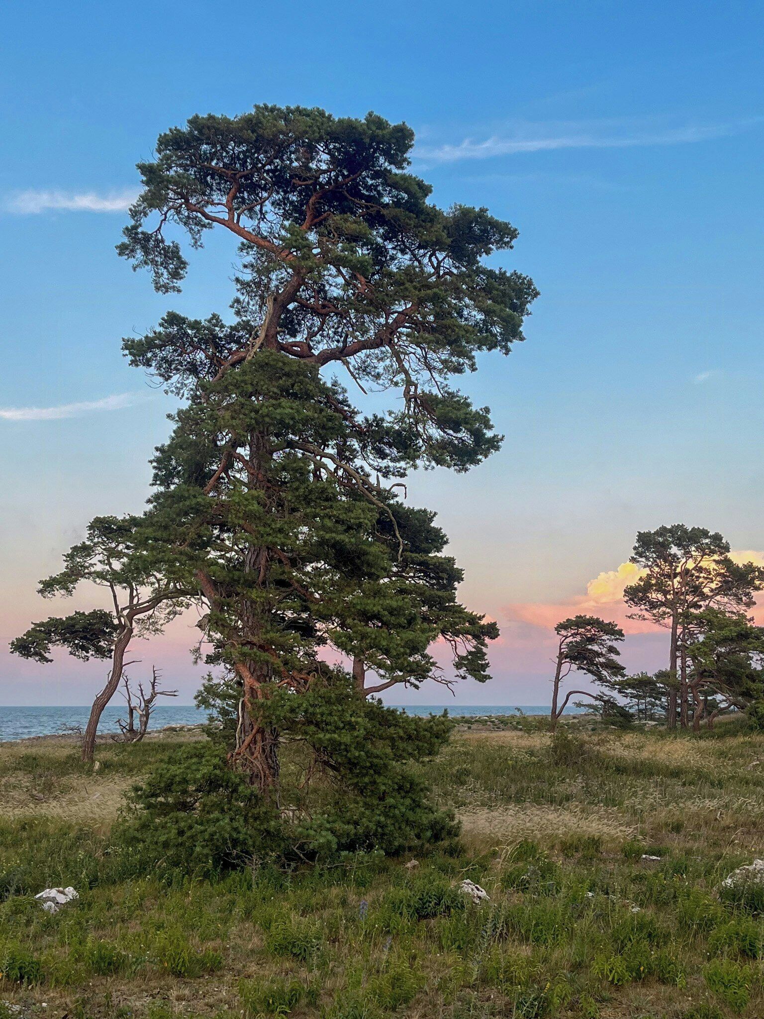 Een kustlandschap met een opvallende pijnboom, grasland en een verre uitzicht op de zee.