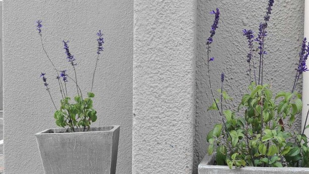 Two large concrete planters with lavender plants against a textured wall, placed on a brick pavement. - Zondiles Guesthouse  (MP)