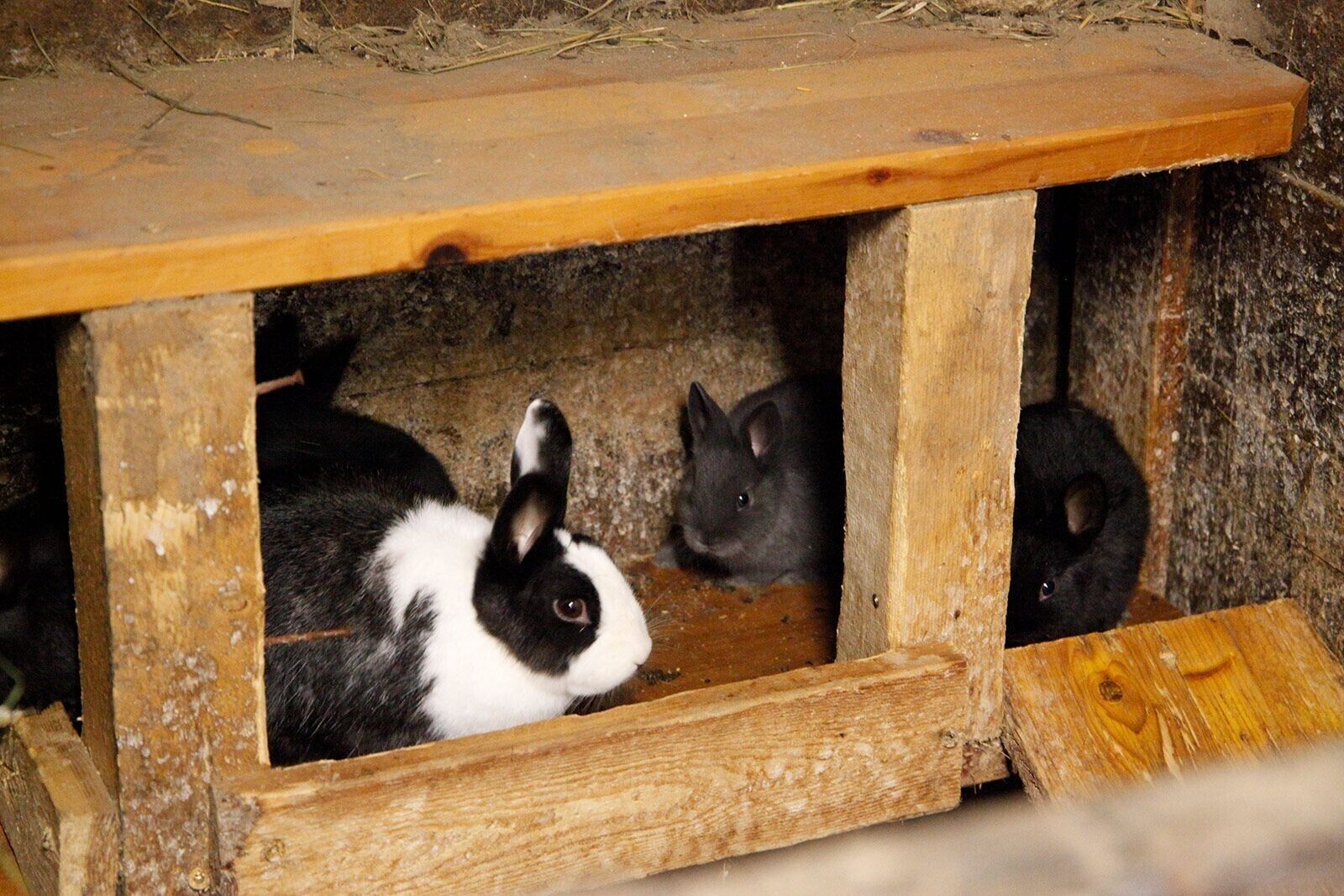 A wooden rabbit hutch with a wooden roof.