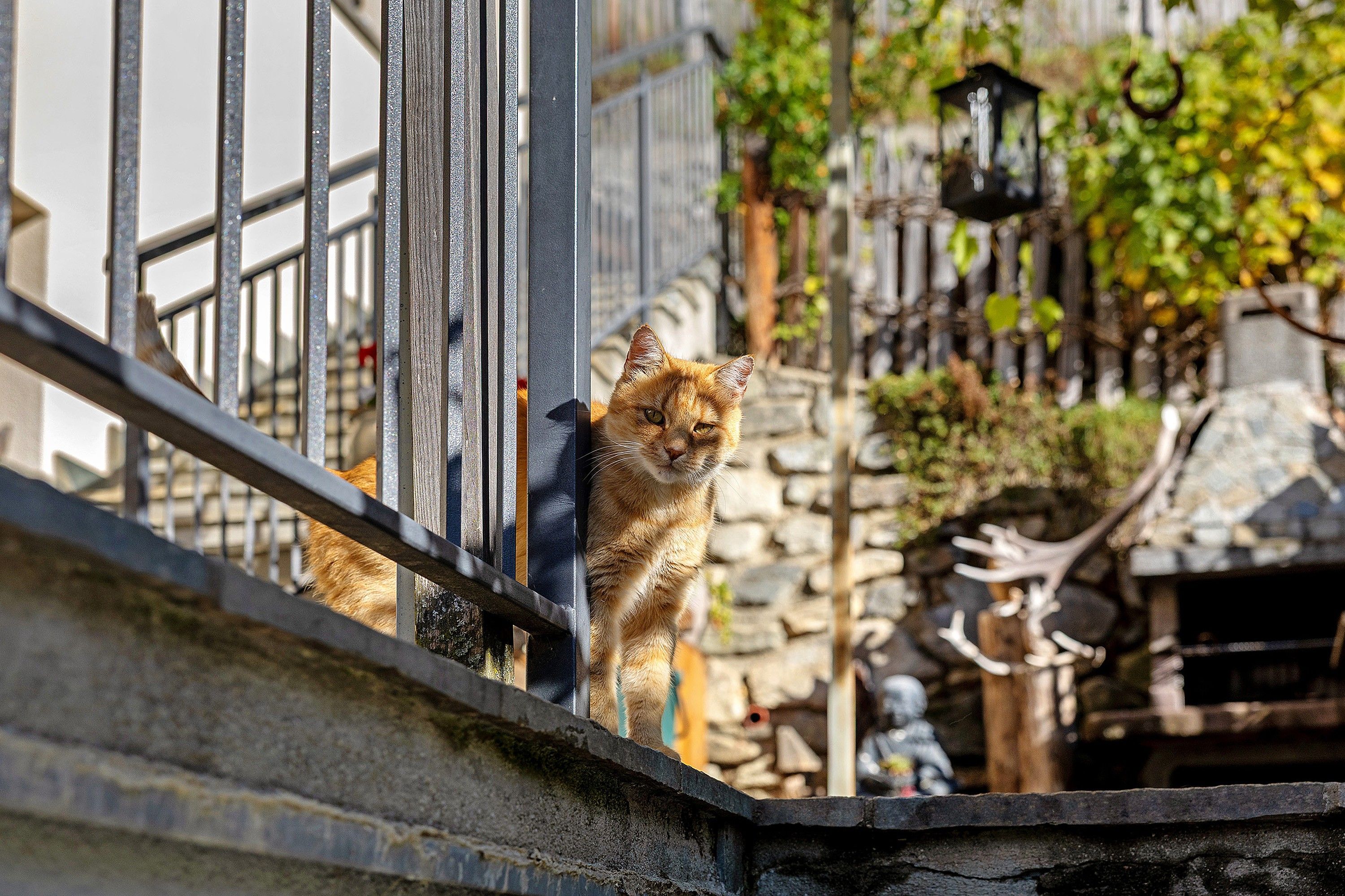 Un gatto su una mensola in pietra con ringhiera metallica, affacciato su un giardino con muro in pietra e un lampione.