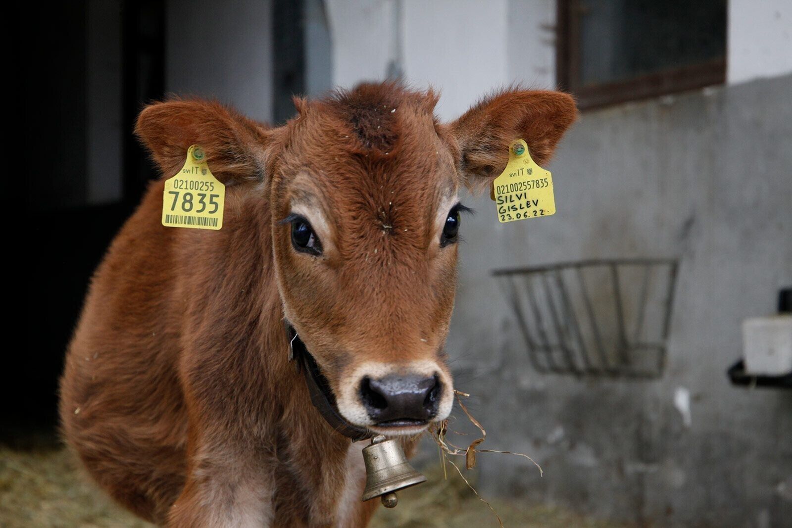 A brown cow with ear tags and a bell, standing in a barn with a concrete wall and a metal rack in the background.