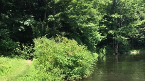 Ufer mit Hund und Katze im Wasser, umgeben von viel Grün.