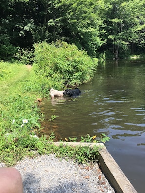 Pet-friendly - Woodsy campground lake trails
Pool, Hot tub, showers play ground beach fire pit (Bliss)