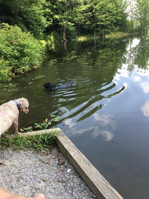 Pet-friendly - Woodsy campground , trails, pool, hot tub, showers , beach , play ground, movies (Bliss)