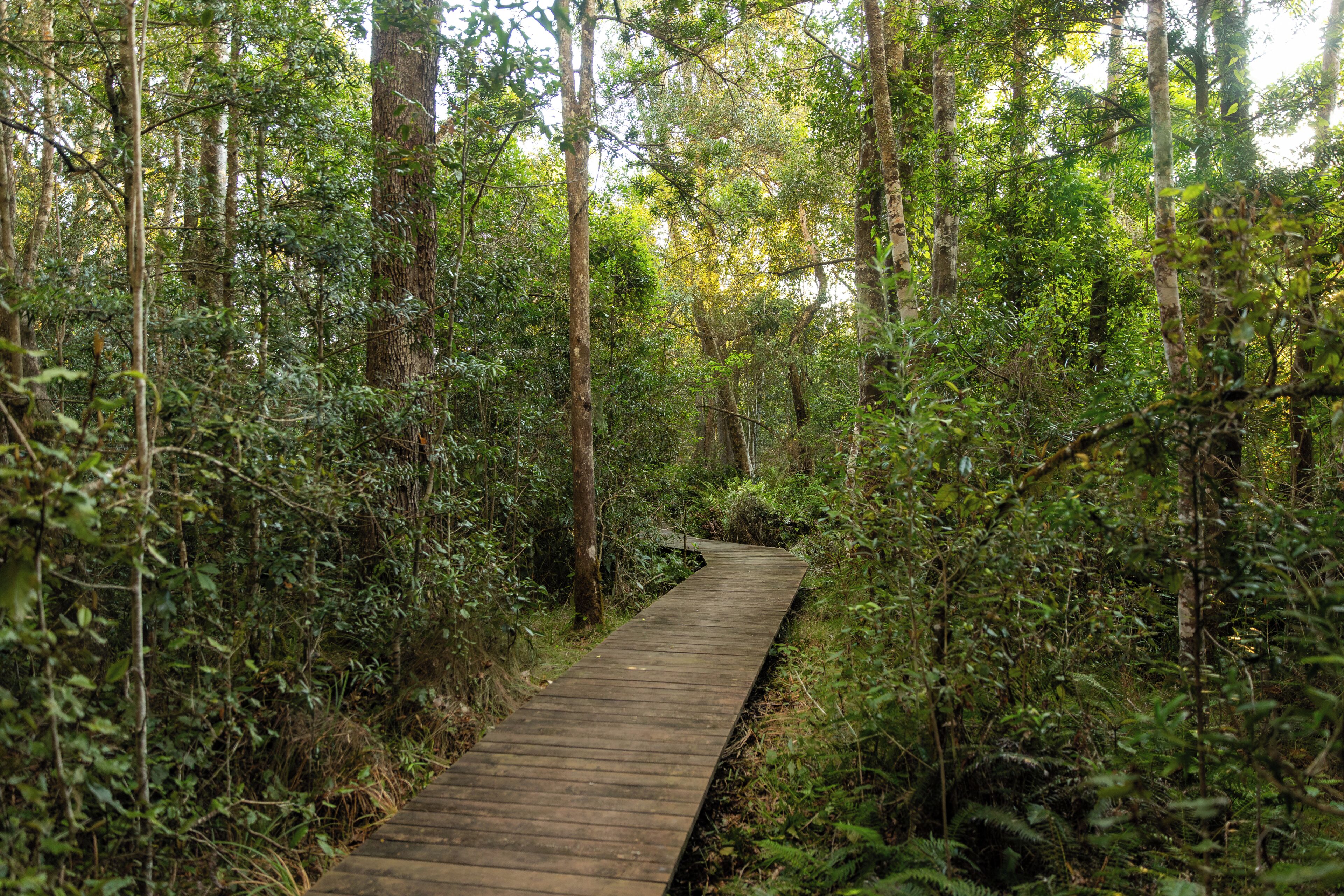 Um calçadão de madeira serpenteia por uma floresta densa.