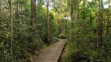 Um calçadão de madeira serpenteia por uma floresta densa.