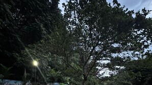 Uma passarela de madeira ao lado de um rio corrente com pedras, rodeada por vegetação densa e um lampião.