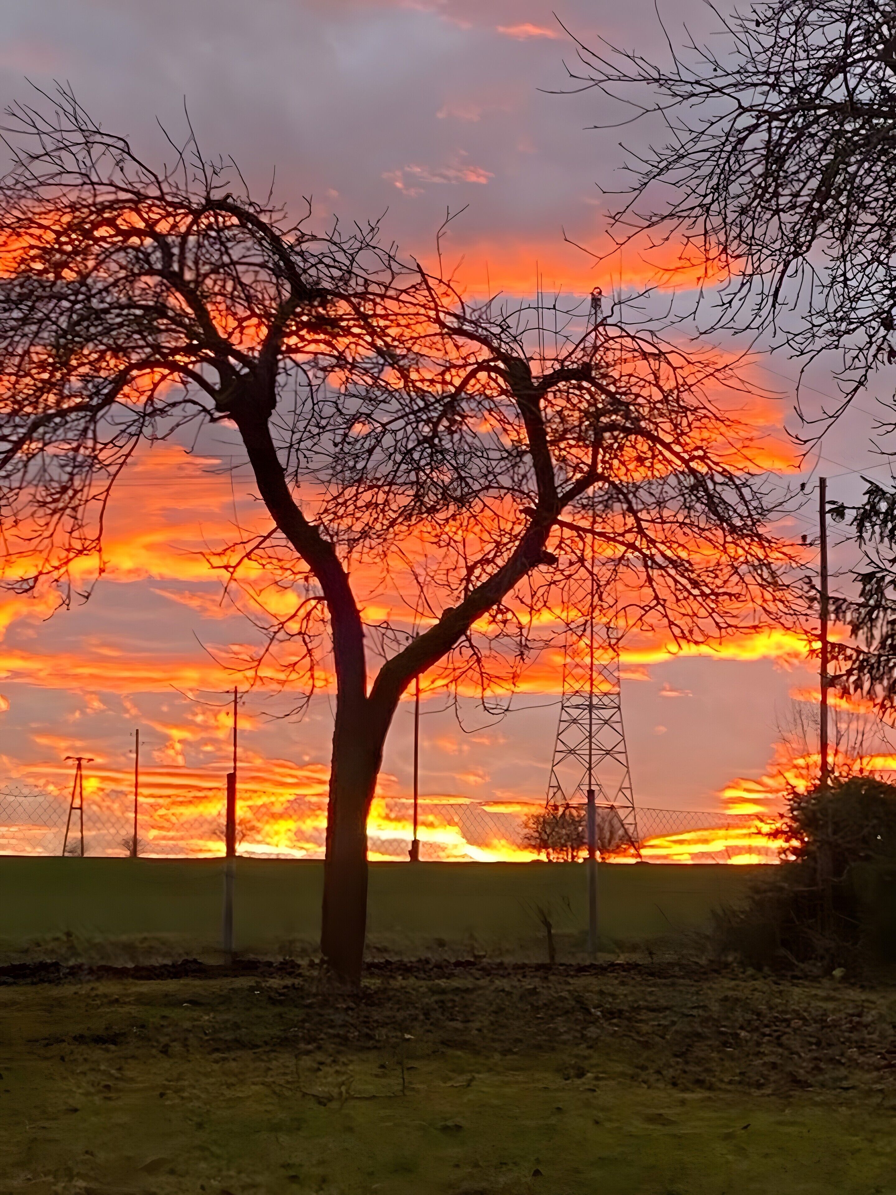Un arbre qui offre une vue dégagée sur le ciel.