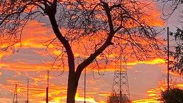 Un arbre qui offre une vue dégagée sur le ciel.