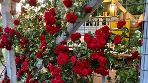 Un jardín con una planta de rosa trepadora sostenida por una celosía de metal.