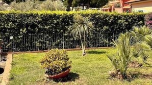 Un jardin où l’on trouve une grande variété de plantes, avec une haie en arrière-plan.