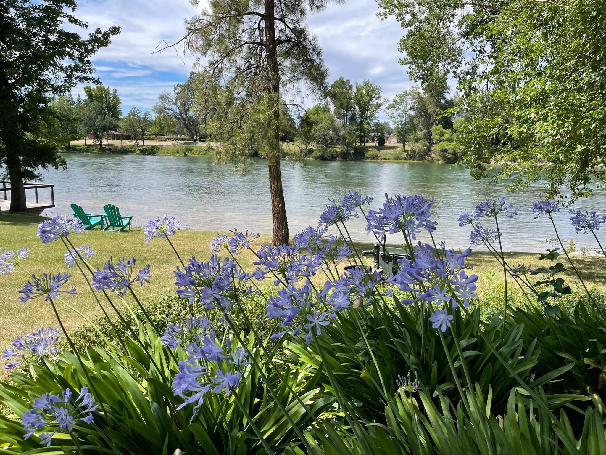 A lakeside view with green chairs, a tree, and purple flowers.