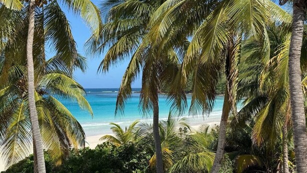 Una playa con palmeras y una vista despejada del océano.