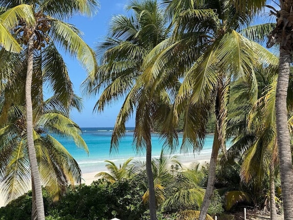 Una playa con palmeras y una vista despejada del océano.