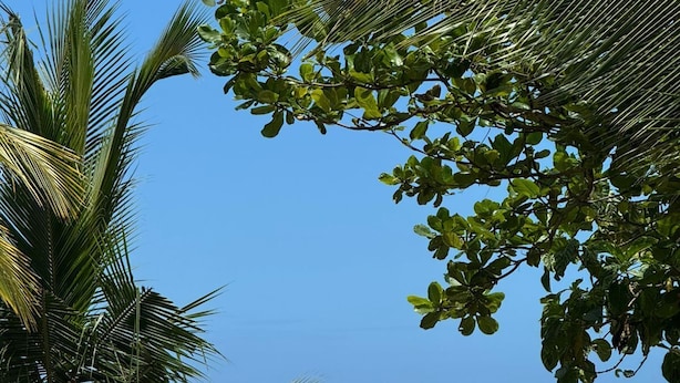Una playa con palmeras y olas del océano.