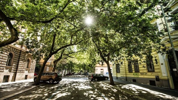 Eine von Bäumen gesäumte Straße mit parkenden Autos und Gebäuden an beiden Seiten.