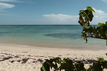 Beach nearby. Studio "Bungalow Corossol with Terrace", Shared Pool, Wi-Fi & Air Conditioning