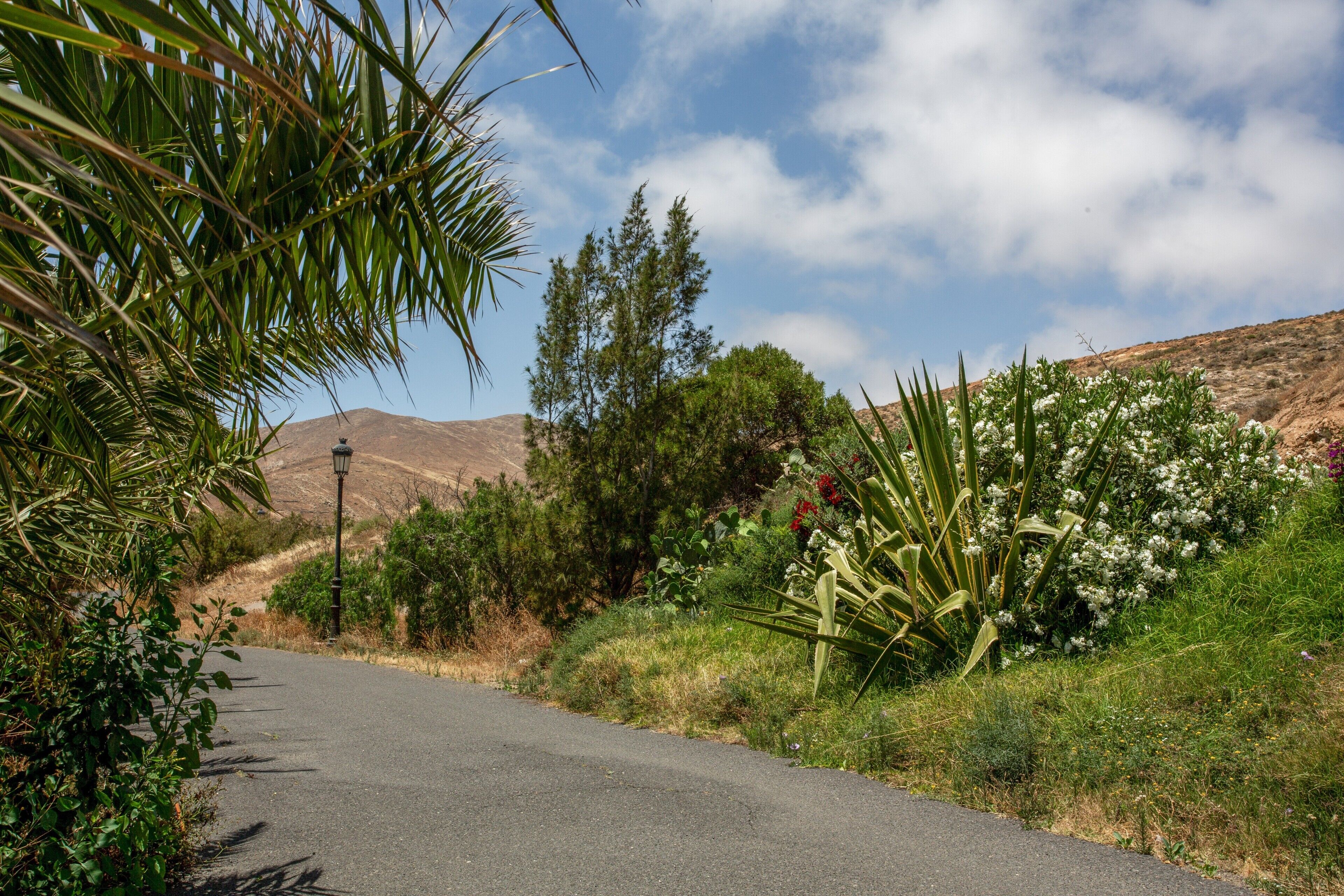 Una carretera pavimentada bordeada de vegetación y una montaña al fondo.