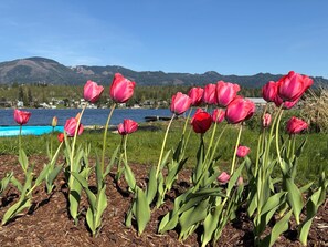 Ein Garten mit rosa Tulpen und einem See im Hintergrund.