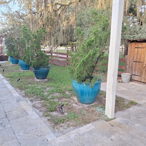 A paved walkway with large blue planters containing coniferous trees, a wooden fence, and a wooden structure with a metal door.