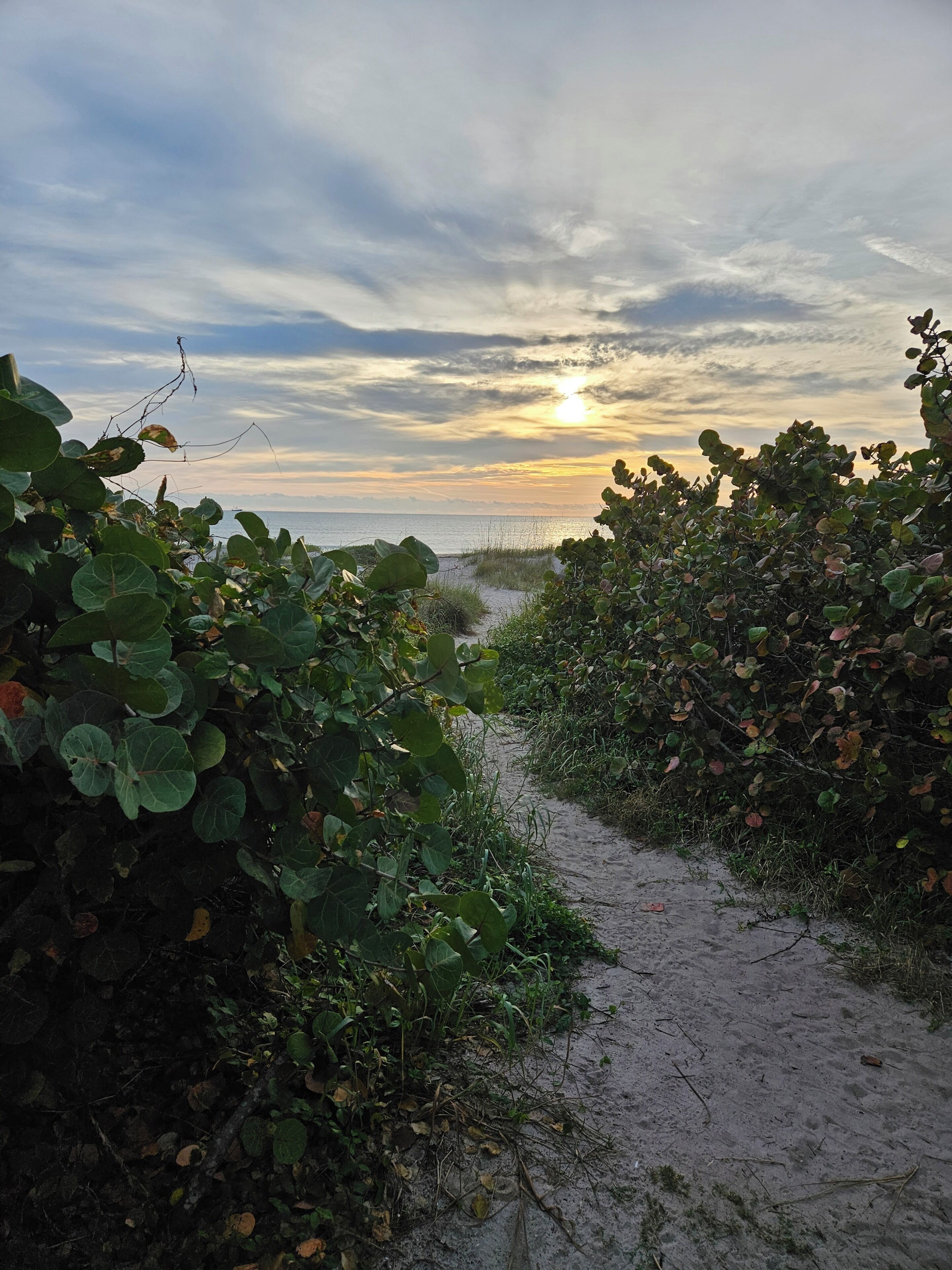 A pathway leading to a beach with dense foliage on either side.