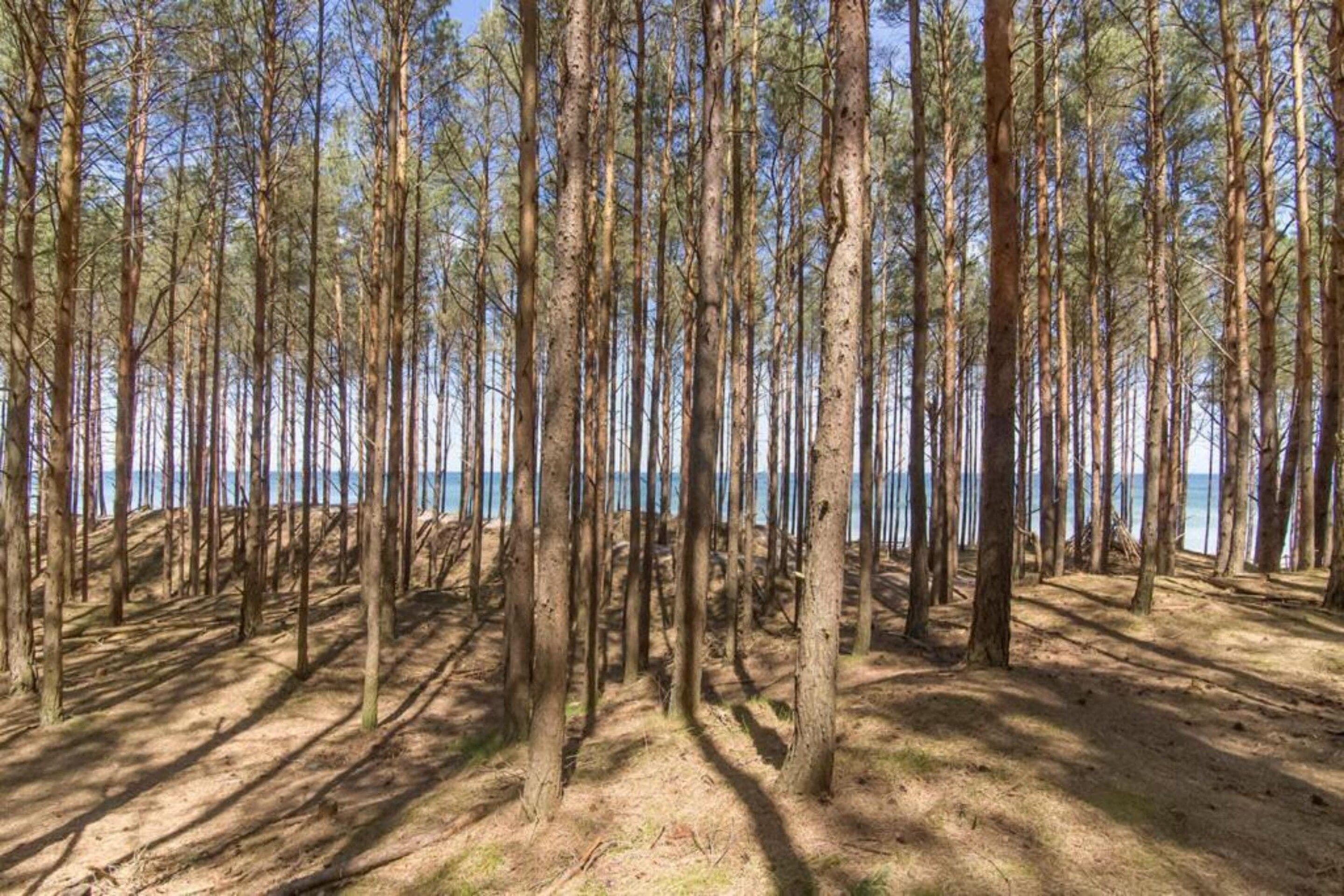 A dense forest with tall trees and a clear view of the sea in the background.