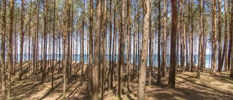 A dense forest with tall trees and a clear view of the sea in the background.
